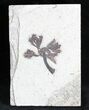 Fossil Monocot (Tube Flowers) - Green River Formation #28273-1